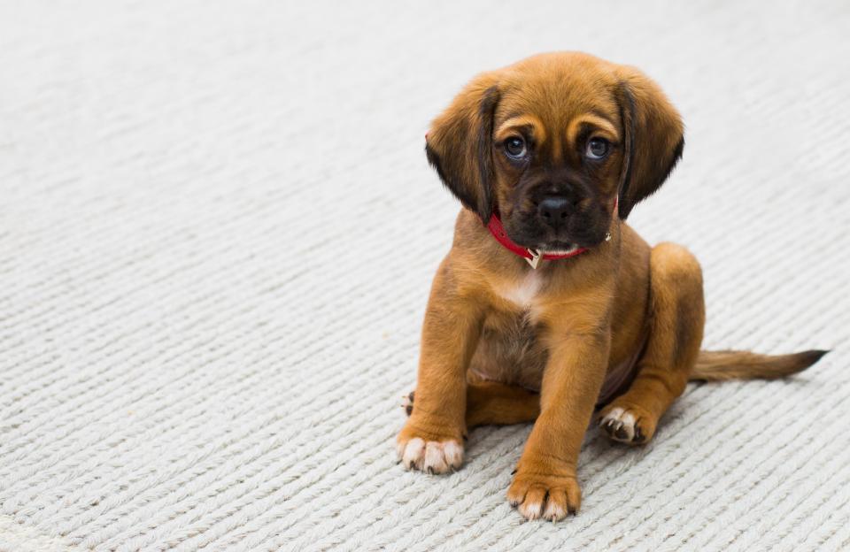 Chiot assis sur fond blanc